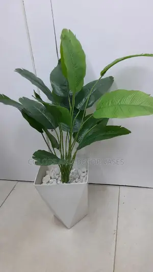 Banana Plant With Plastic Vase and Pebble Stones
