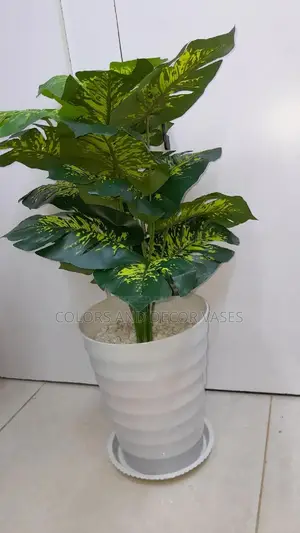 Yellow/Green Monstera Plant With Plastic Vase Pebble Stones