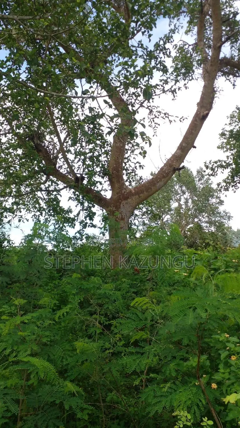 1/2 Acre Plot on Sale at Kinondo 200 Metres From Tarmac.