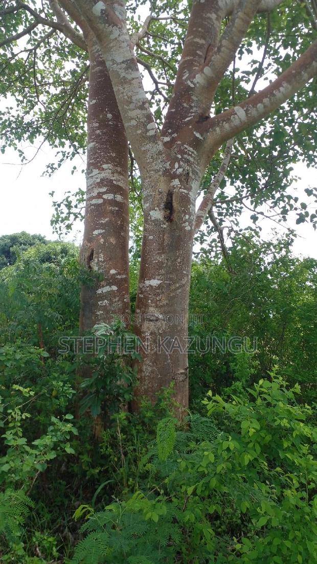 1 Acre Prime Plot on Sale at Kinondo in Ukunda Urban Zone. - thumbnail 3