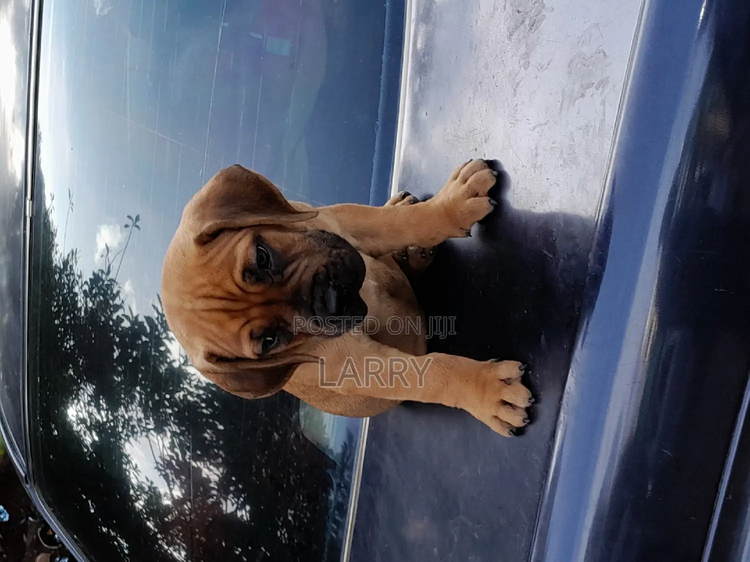 1-3 months Female Purebred Boerboel