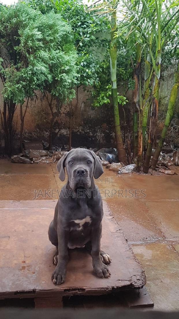 1-3 months Male Purebred Cane Corso