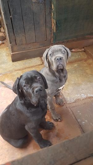 1-3 months Female Purebred Cane Corso - thumbnail 2