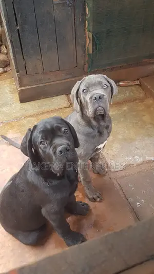 1-3 months Female Purebred Cane Corso