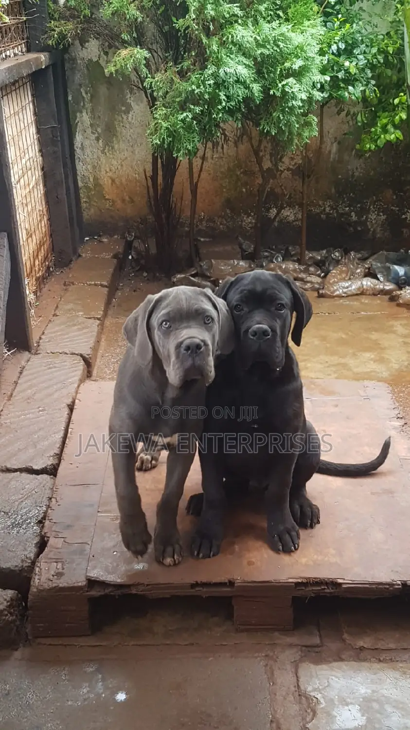 1-3 months Female Purebred Cane Corso