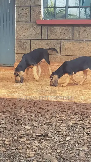 3-6 months Male Purebred Bloodhound