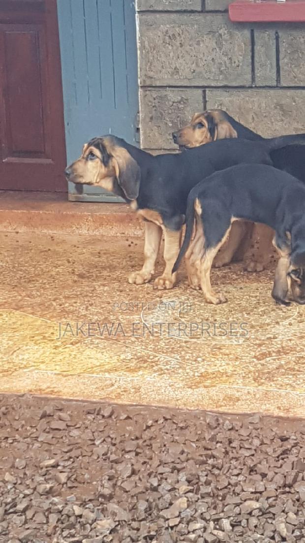 3-6 months Female Purebred Bloodhound