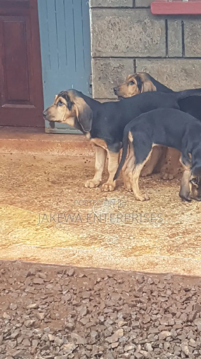 3-6 months Female Purebred Bloodhound