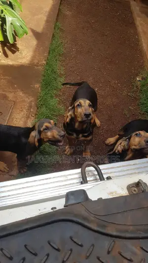 3-6 months Male Purebred Bloodhound