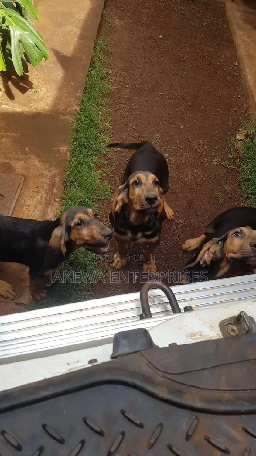 3-6 months Male Purebred Bloodhound