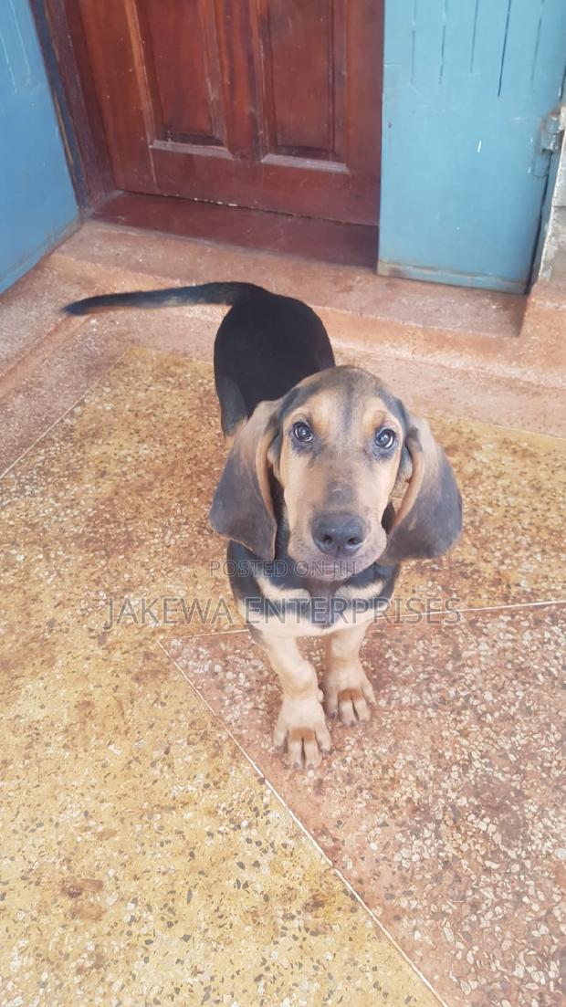 3-6 months Female Purebred Bloodhound - main view