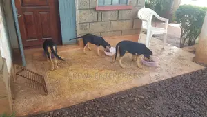 3-6 months Female Purebred Bloodhound