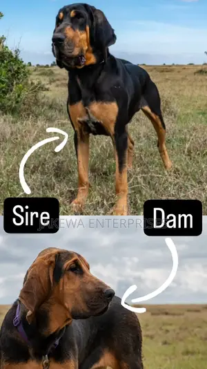3-6 months Male Purebred Bloodhound