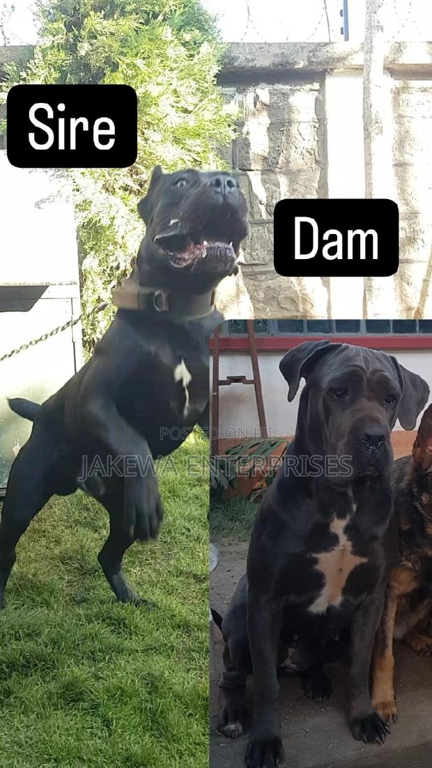 1-3 months Female Purebred Cane Corso - main view