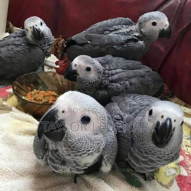 African Chicks Baby Parrot's Are Available - thumbnail 2