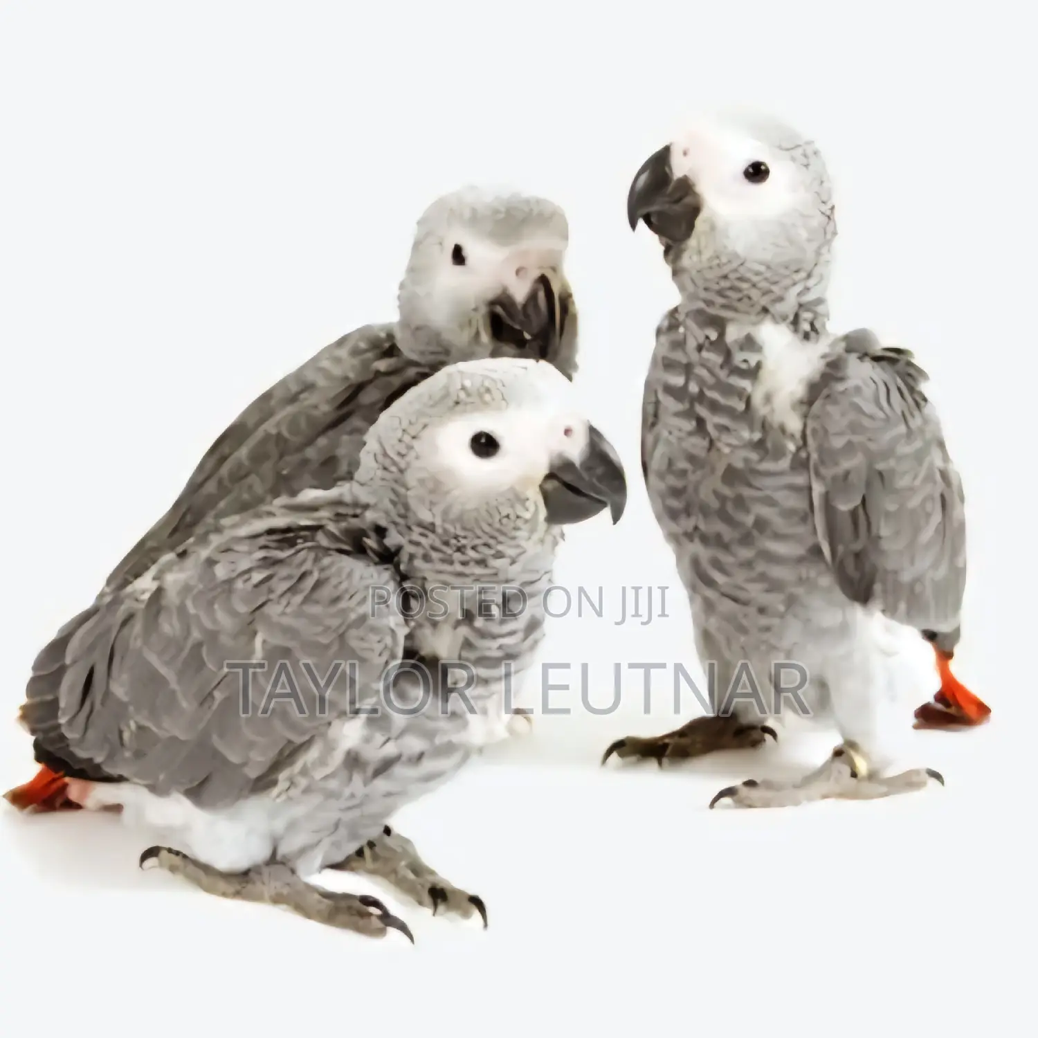 African Chicks Baby Parrot's Are Available