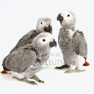 African Chicks Baby Parrot's Are Available