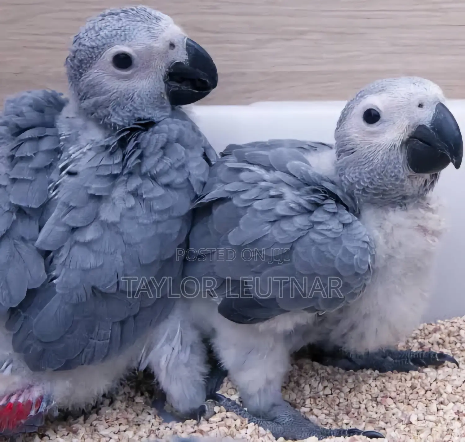African Chicks Baby Parrot's Are Available