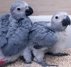 African Chicks Baby Parrot's Are Available