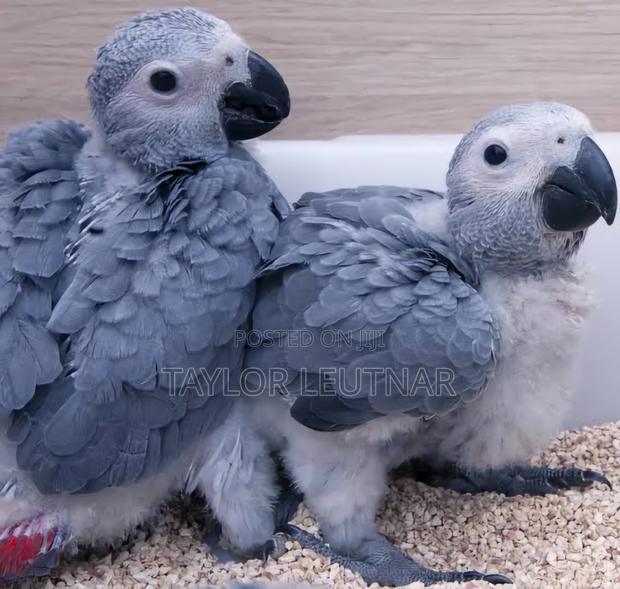 African Chicks Baby Parrot's Are Available - thumbnail 4