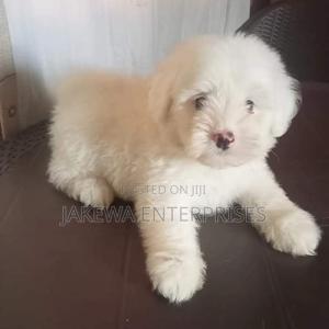 1-3 months Male Purebred Maltese - thumbnail 2