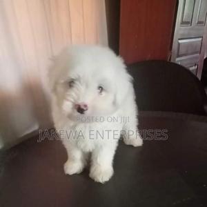 1-3 months Female Purebred Maltese - thumbnail 2