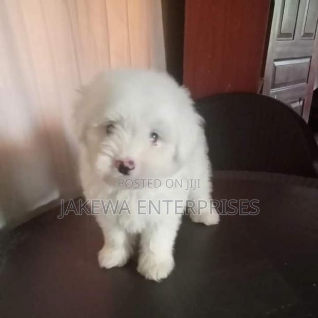 1-3 months Female Purebred Maltese - main view
