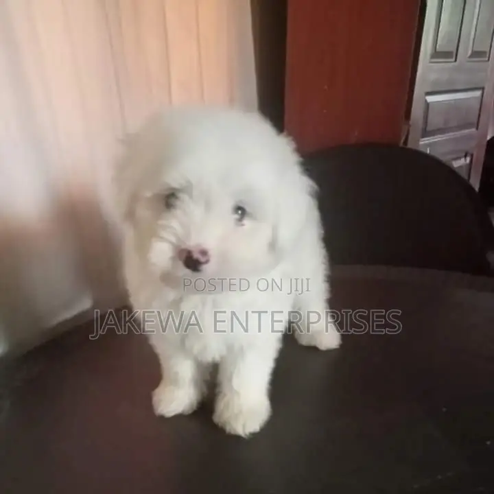 1-3 months Female Purebred Maltese