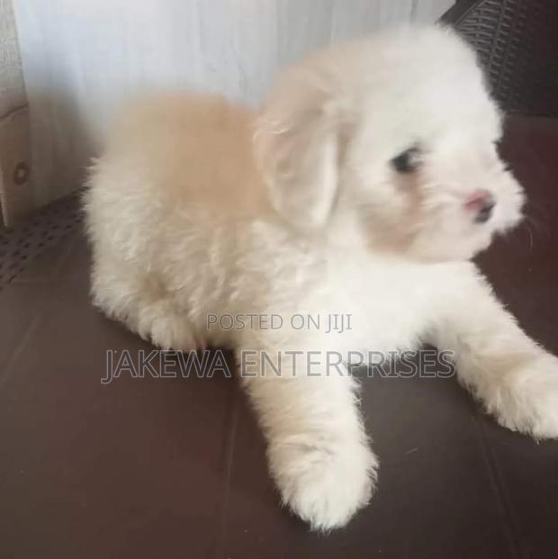 1-3 months Female Purebred Maltese - thumbnail 3