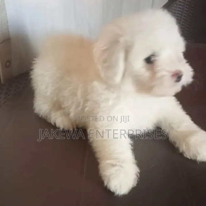 1-3 months Female Purebred Maltese