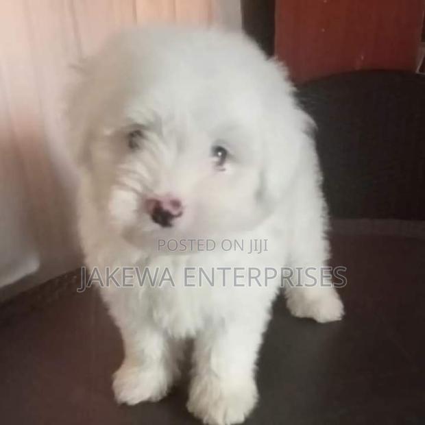 1-3 months Male Purebred Maltese - thumbnail 3