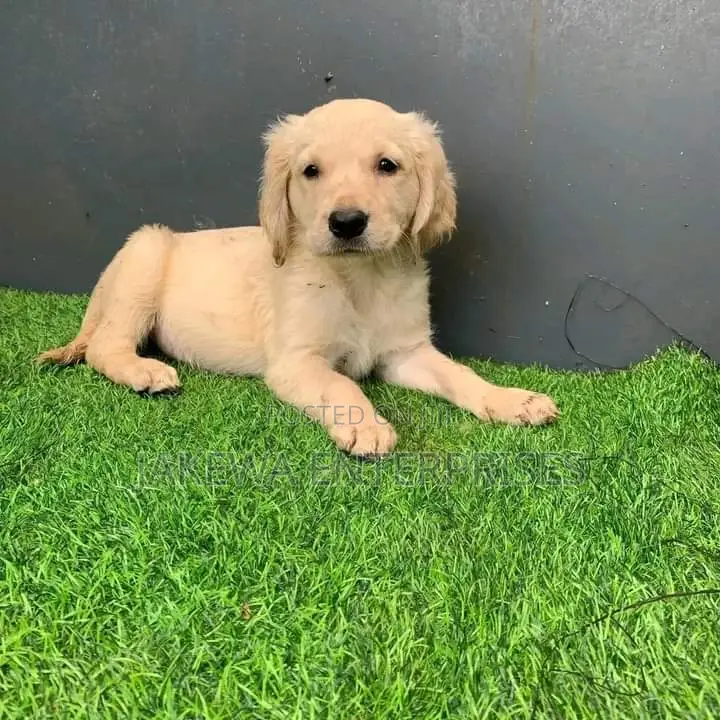 1-3 months Male Purebred Golden Retriever