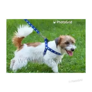 Puppy Dog Leash/Chiwawa Dog Leash
