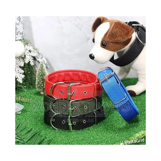 Dog Collar -Buckle Dog Collar - main view