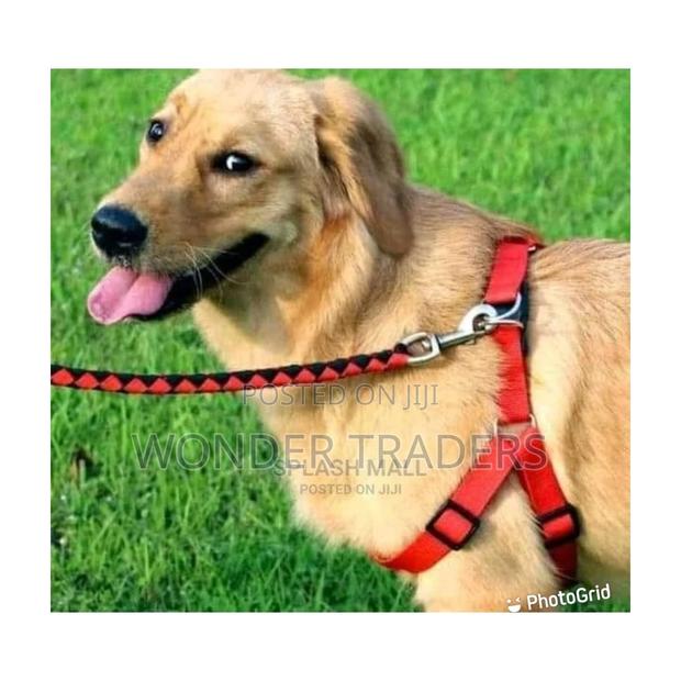 Dog Leash With Harness - main view