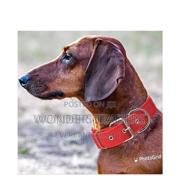 Dog Collar,Best Quality Dog Collar - main view