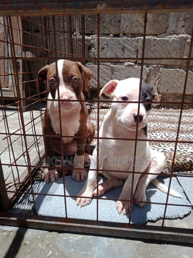 1-3 months Female Purebred American Pit Bull Terrier - main view