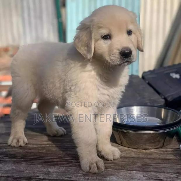 1-3 months Male Purebred Golden Retriever