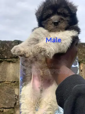 1-3 months Male Purebred Havanese