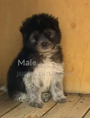1-3 months Male Purebred Havanese