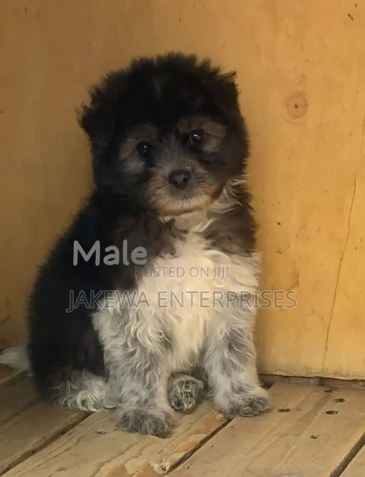 1-3 months Male Purebred Havanese