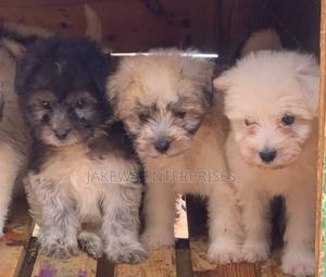 1-3 months Female Purebred Havanese - thumbnail 2