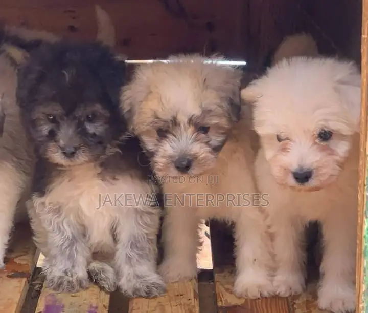 1-3 months Female Purebred Havanese