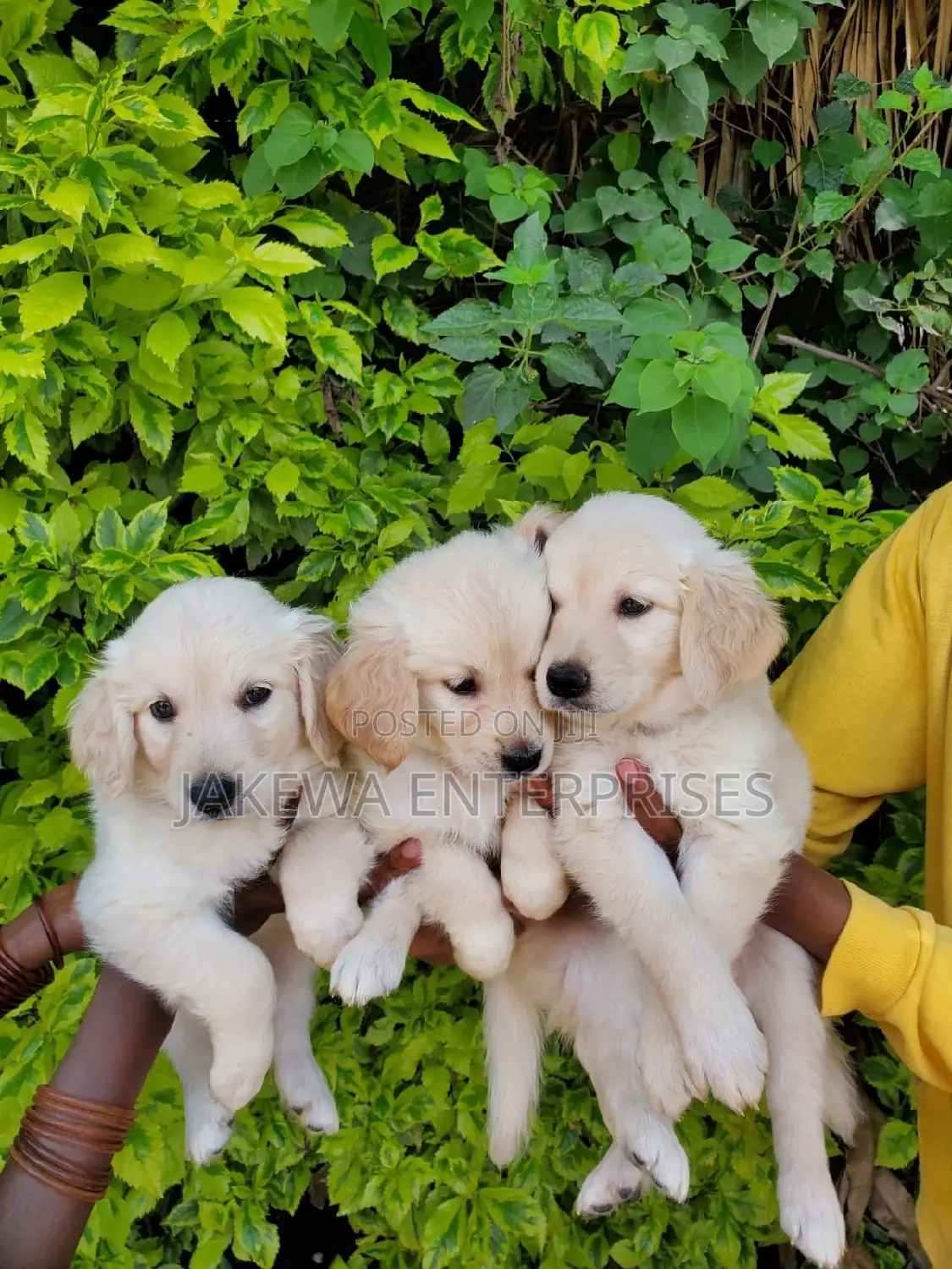 1-3 months Male Purebred Golden Retriever