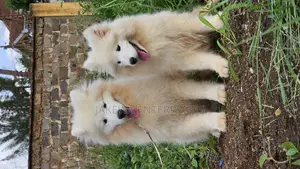 3-6 months Female Purebred Samoyed