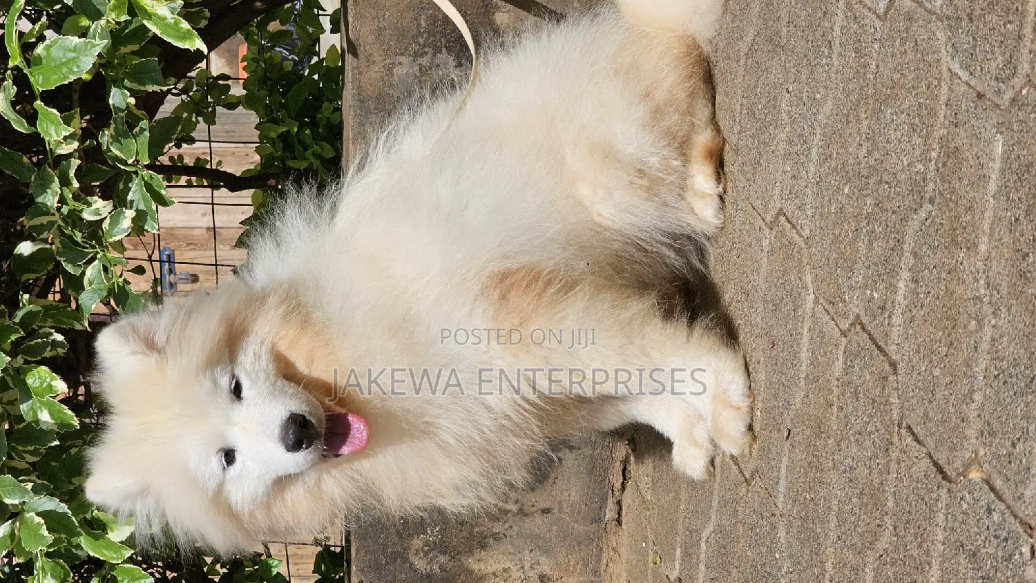1-3 months Male Purebred Samoyed