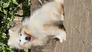 1-3 months Male Purebred Samoyed