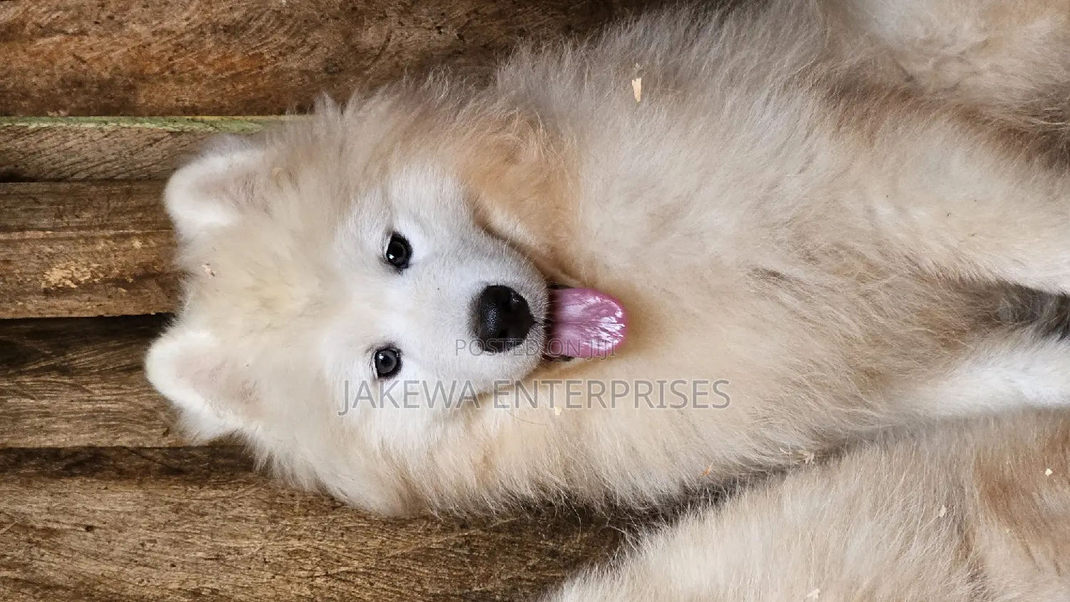 3-6 months Male Purebred Samoyed