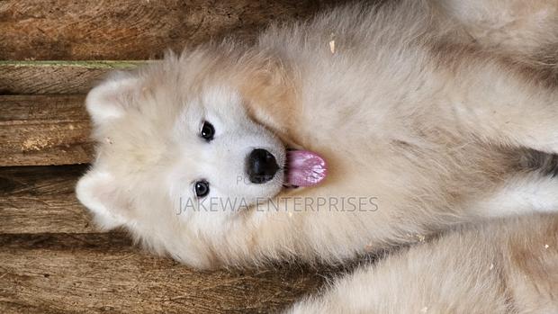 3-6 months Male Purebred Samoyed - main view
