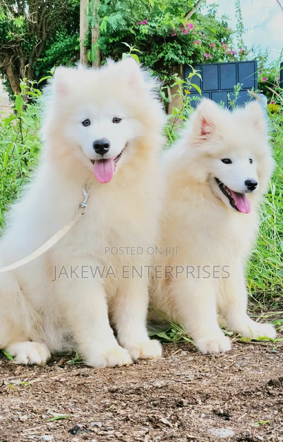 1-3 months Female Purebred Samoyed